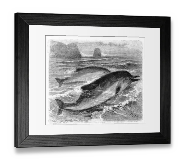 Framed Print : Short-beaked common dolphin (Delphinus delphis) Framed Print : Short-beaked common dolphin (Delphinus delphis)