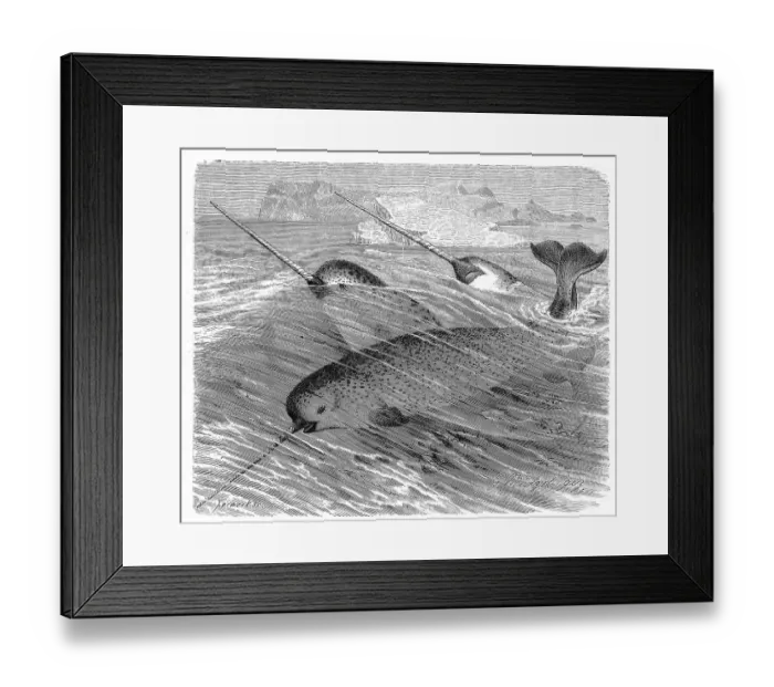 Framed Print : Narwhal (Monodon monoceros), a species of toothed whale Framed Print : Narwhal (Monodon monoceros), a species of toothed whale
