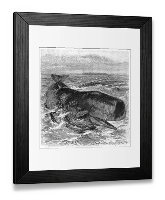 Framed Print : Sperm whale (Physeter catodon) a cetacean of the suborder toothed whales common in all oceans Framed Print : Sperm whale (Physeter catodon) a cetacean of the suborder toothed whales common in all oceans