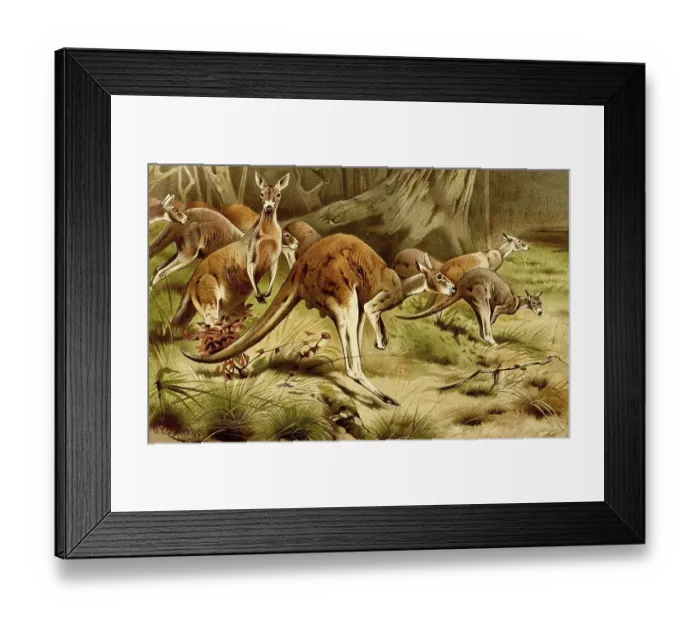 Framed Print : Western gray kangaroo (Macropus fuliginosus) Framed Print : Western gray kangaroo (Macropus fuliginosus)