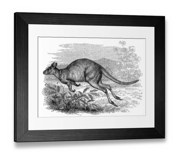 Framed Print : Red-necked pademelon (Thylogale thetis) Framed Print : Red-necked pademelon (Thylogale thetis)