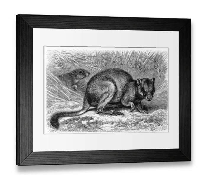 Framed Print : Woylie (Bettongia penicillata)