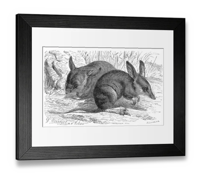 Framed Print : Long-nosed bandicoot (Perameles nasuta) Framed Print : Long-nosed bandicoot (Perameles nasuta)