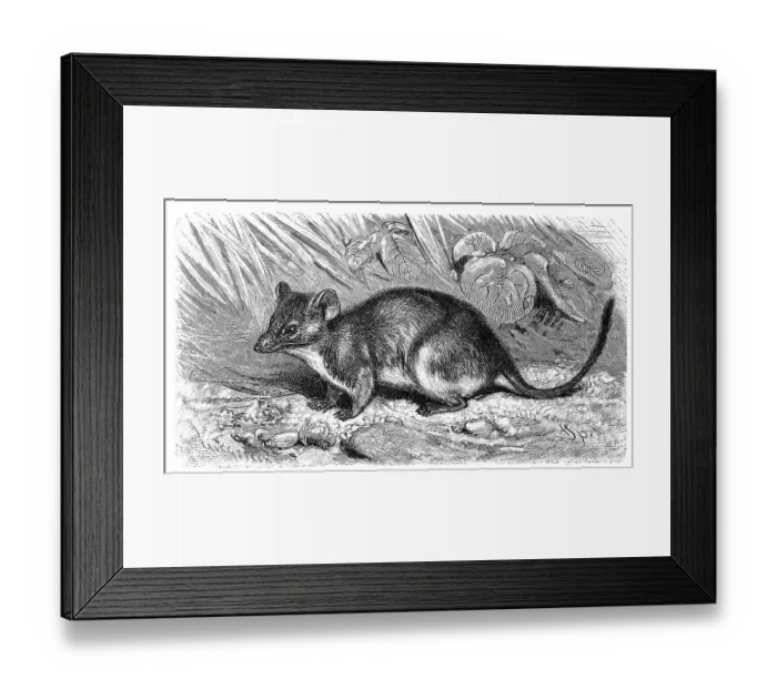 Framed Print : Yellow-footed Pouched-Mouse, Phascologale flavipes Framed Print : Yellow-footed Pouched-Mouse, Phascologale flavipes