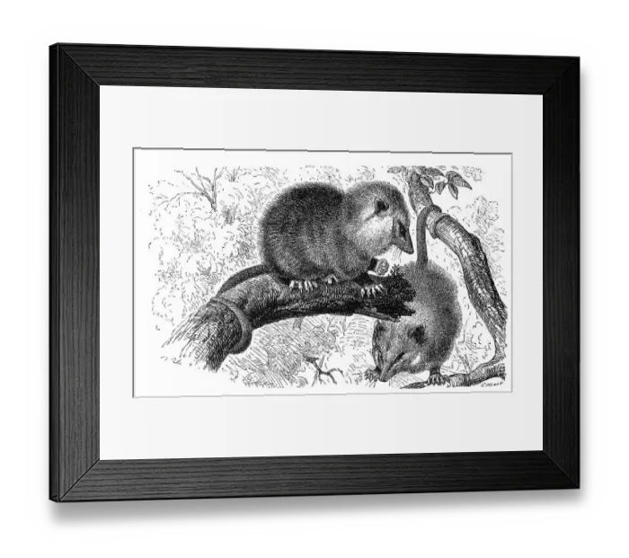 Framed Print : Opossum, Didelphys marsupialis Framed Print : Opossum, Didelphys marsupialis