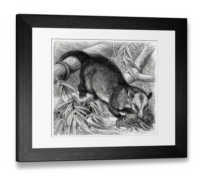 Framed Print : Crayfish booty, Didelphys philander