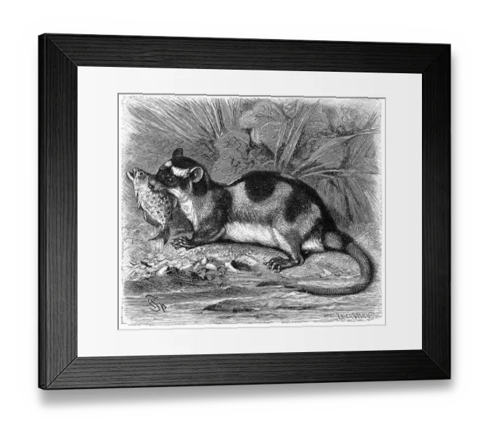 Framed Print : Water opossum (Chironectes minimus)