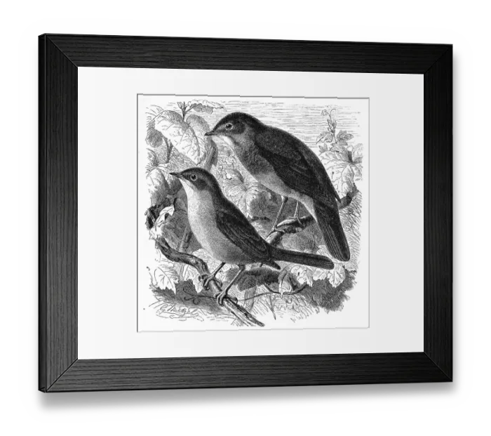 Framed Print : Bird, Birds, Nightingale, Erithacus luscinia and Thrush