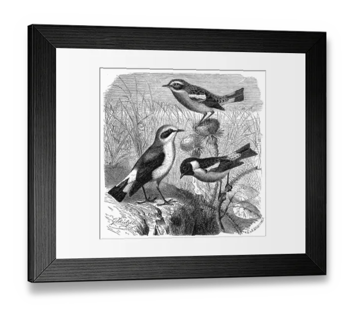 Framed Print : Birds, Birds, Wheatear, Saxicola oenanthe and Whinchat