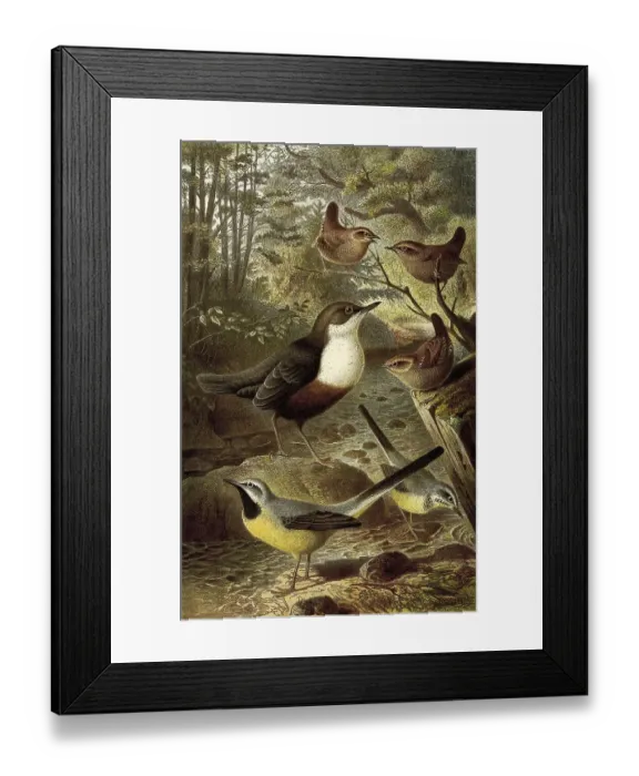 Framed Print : Bird, Birds, Waterchat or Water Starling Cinclu) aquaticus