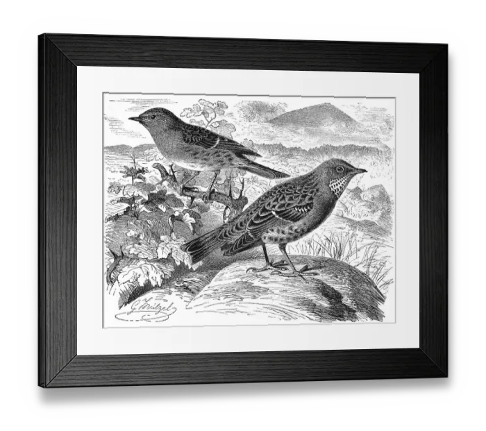 Framed Print : Bird, Birds, Forest-winged bird Framed Print : Bird, Birds, Forest-winged bird