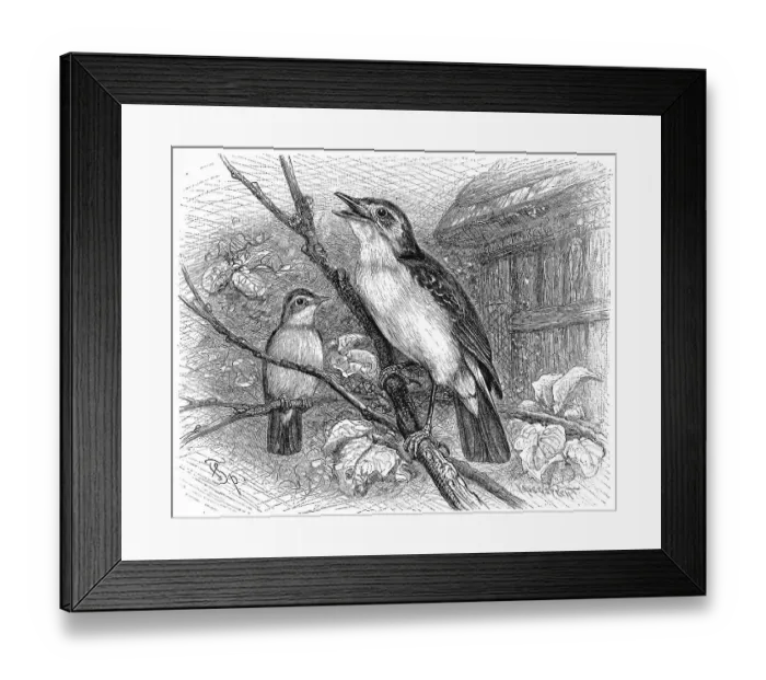 Framed Print : Bird, Birds, Garden Warbler, Hypolais philomela Framed Print : Bird, Birds, Garden Warbler, Hypolais philomela