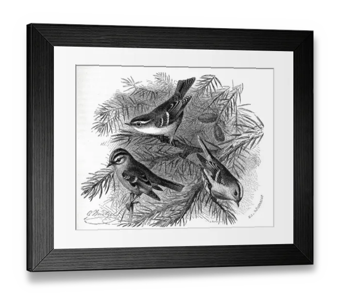 Framed Print : Bird, Birds, Golden-crowned kinglet (Regulus ignicapillus) (Phylloscopus)