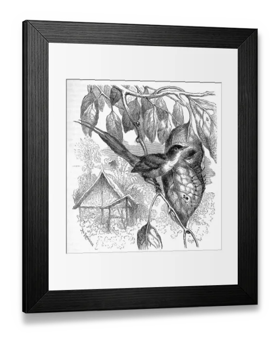 Framed Print : Bird, Birds, Tailor Bird, Orthotomus bennettii Framed Print : Bird, Birds, Tailor Bird, Orthotomus bennettii
