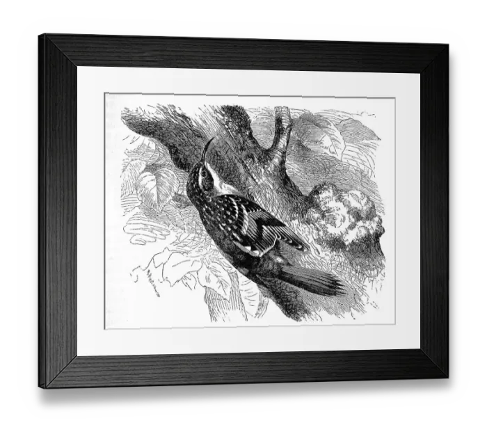 Framed Print : Bird, Garden treecreeper (Certhia brachydactyla) Framed Print : Bird, Garden treecreeper (Certhia brachydactyla)