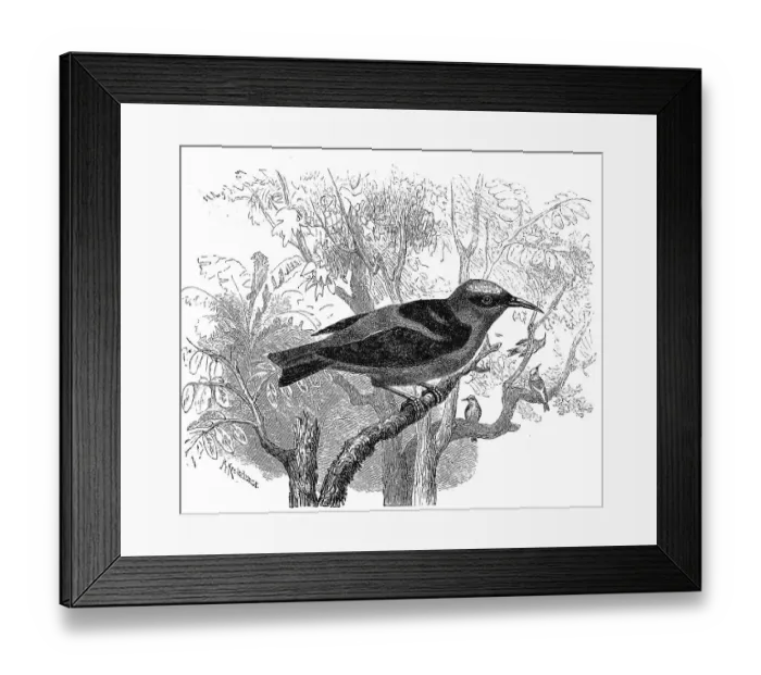 Framed Print : Bird, Sai, Caereba cyanea, Certhia cyanea