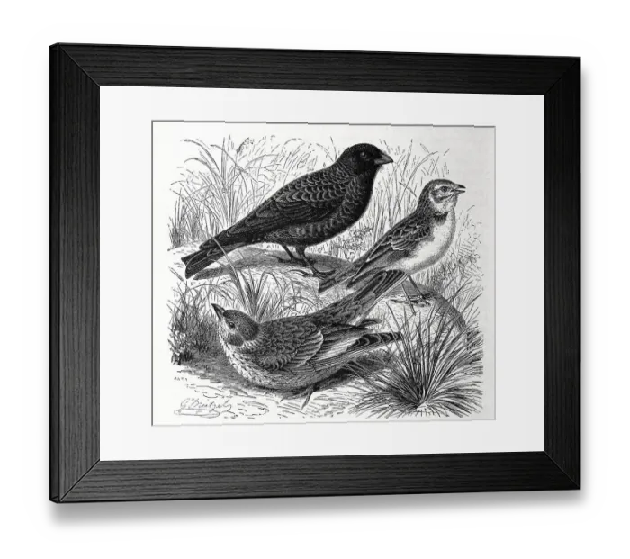 Framed Print : Bird, Black Lark, Alauda yeltoniensis Framed Print : Bird, Black Lark, Alauda yeltoniensis