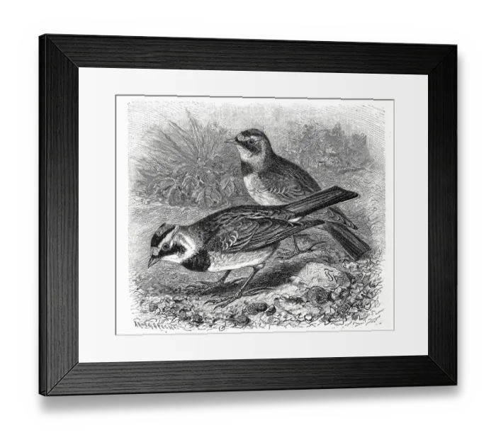 Framed Print : Bird, Alpine lark, Otocorys alpestris