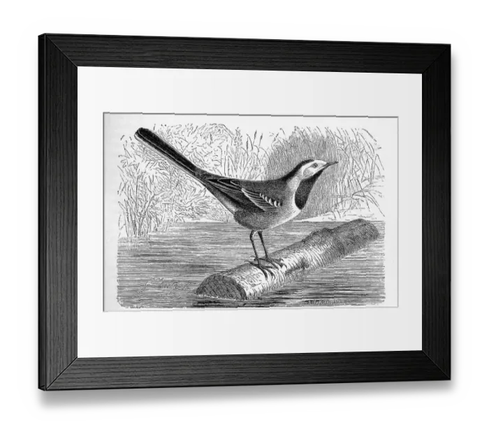 Framed Print : Bird, white wagtail (Motacilla alba) is a species of songbird in the wagtail and peeper family