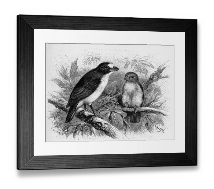Framed Print : Bird, Guttamara, violaceous euphonia