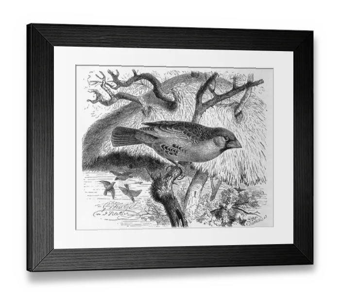 Framed Print : Bird, Siedelsperling, Passer socius