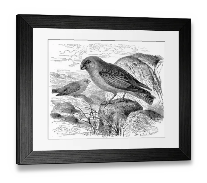 Framed Print : Bird, Desert Bullfinch or trumpeter finch (Bucanetes githagineus) Framed Print : Bird, Desert Bullfinch or trumpeter finch (Bucanetes githagineus)