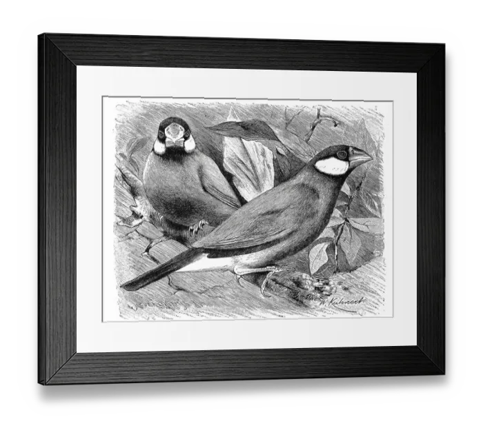 Framed Print : Bird, Rice bird, Spermestes oryzivora