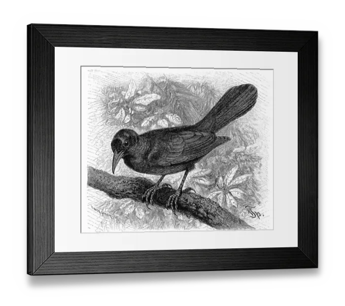 Framed Print : Bird, Boattail, common grackle (Quiscalus quiscula) is a bird of the Staerlinge family Framed Print : Bird, Boattail, common grackle (Quiscalus quiscula) is a bird of the Staerlinge family