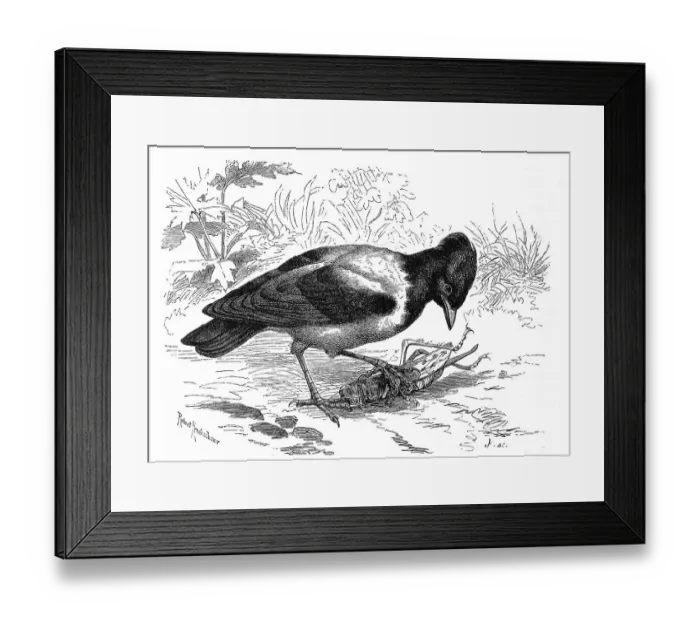 Framed Print : Bird, rosy starling (Sturnus roseus)