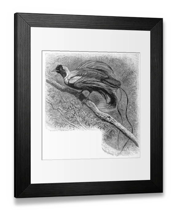 Framed Print : Bird, red bird-of-paradise (Paradisaea rubra) Framed Print : Bird, red bird-of-paradise (Paradisaea rubra)