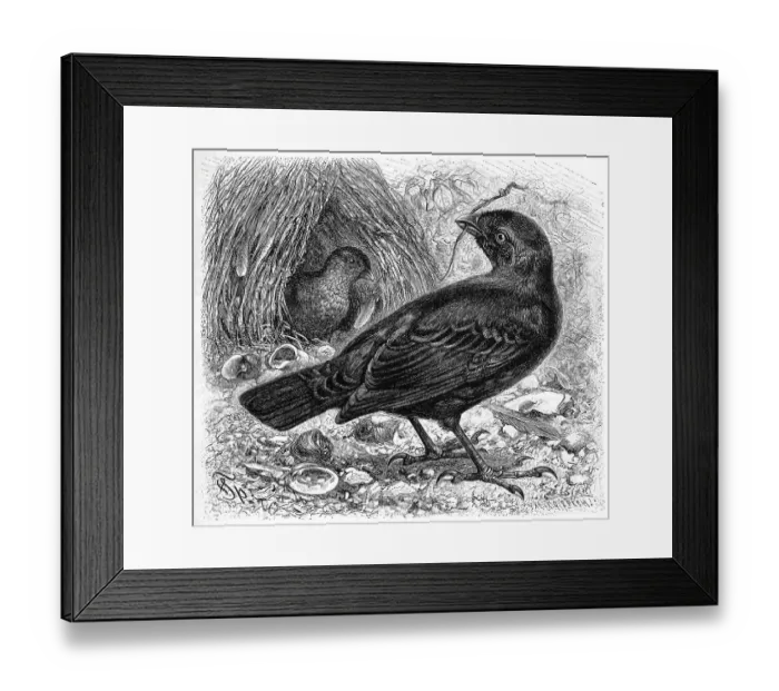 Framed Print : Bird, Silk Bowerbird is a songbird living in eastern and southeastern Australia and is also called Satin Bowerbird