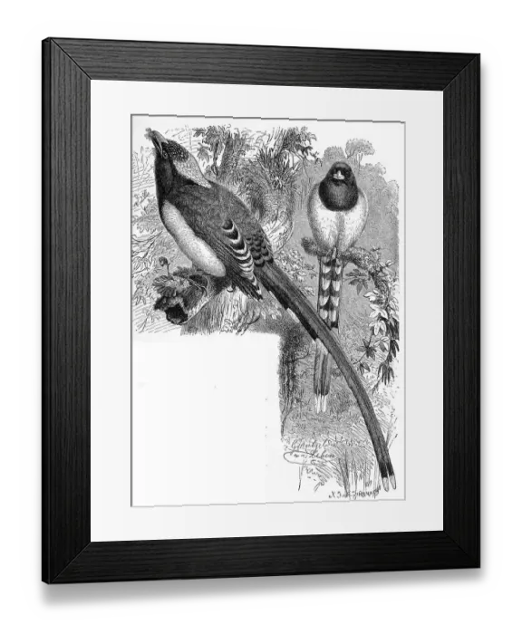 Framed Print : Bird, Red-billed Tailfin, Urocissa erythrothyncha