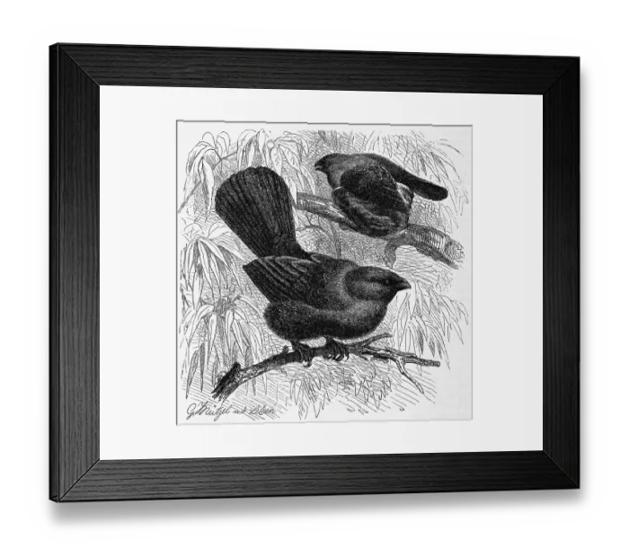 Framed Print : Bird, Bullfinch, Greyling, Brachyprorus cinereus Framed Print : Bird, Bullfinch, Greyling, Brachyprorus cinereus