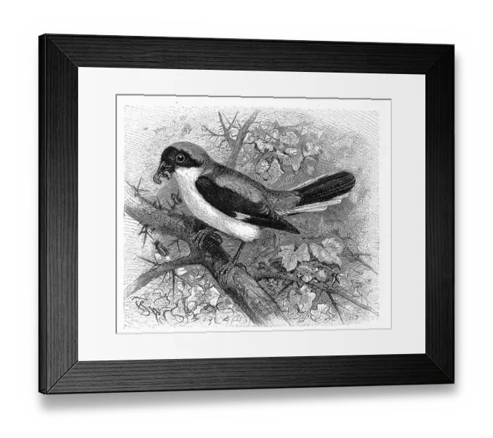 Framed Print : Bird, Black-fronted Shrike (Lanius minor) is a representative of the genus Lanius within the shrike family