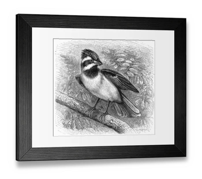 Framed Print : Bird, Saker falcon, Falko cherrug Framed Print : Bird, Saker falcon, Falko cherrug