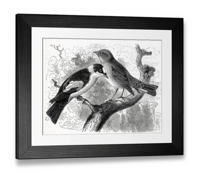 Framed Print : Bird, Collared Flycatcher, Muscicapa collaris and Pygmy Flycatcher