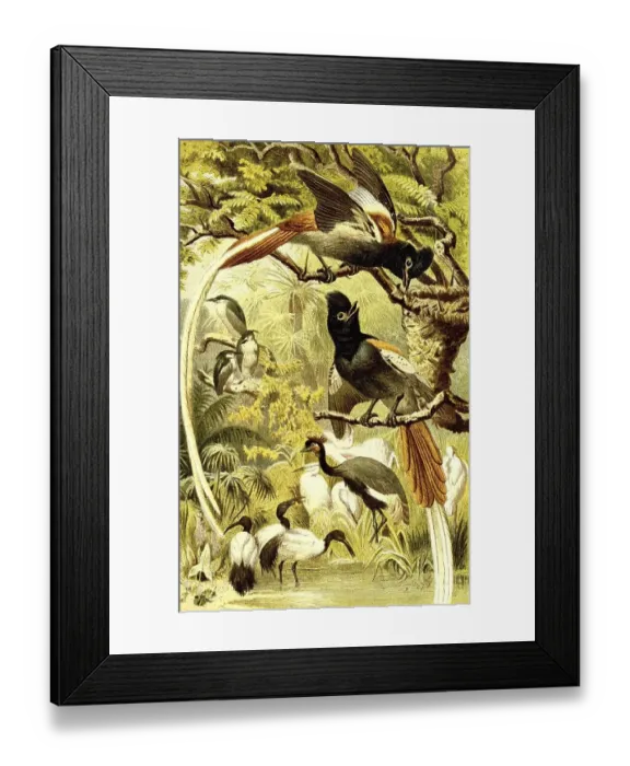 Framed Print : Bird, Seychelles Paradise Flycatcher (Terpsiphone corvina) Framed Print : Bird, Seychelles Paradise Flycatcher (Terpsiphone corvina)