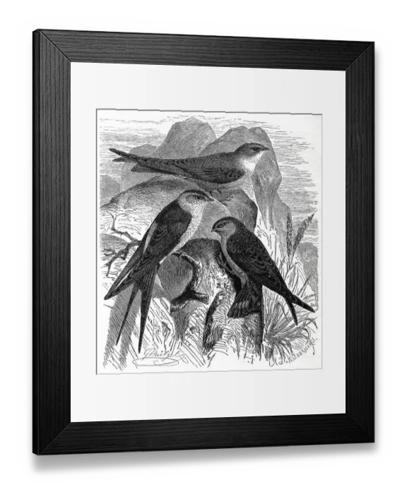 Framed Print : Bird, Cave Swallow (Ptyonoprogne rupestris) Framed Print : Bird, Cave Swallow (Ptyonoprogne rupestris)