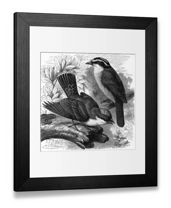 Framed Print : Bird, Kingbird, Tyrannus carolinensis and Bentevi Framed Print : Bird, Kingbird, Tyrannus carolinensis and Bentevi