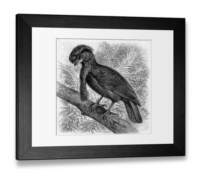 Framed Print : Bird, Short-wattled Umbrella Bird Framed Print : Bird, Short-wattled Umbrella Bird