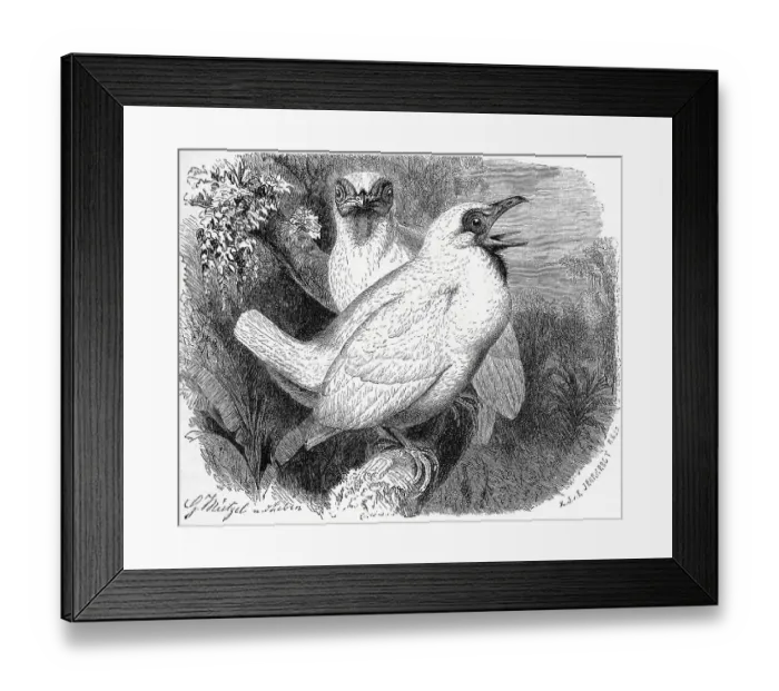 Framed Print : Bird, Naked-throated Bellbird (Procnias nudicollis) is a South American Screaming Bird Framed Print : Bird, Naked-throated Bellbird (Procnias nudicollis) is a South American Screaming Bird
