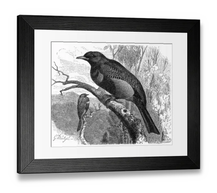 Framed Print : Bird, banded cotinga (Cotinga maculata) Framed Print : Bird, banded cotinga (Cotinga maculata)