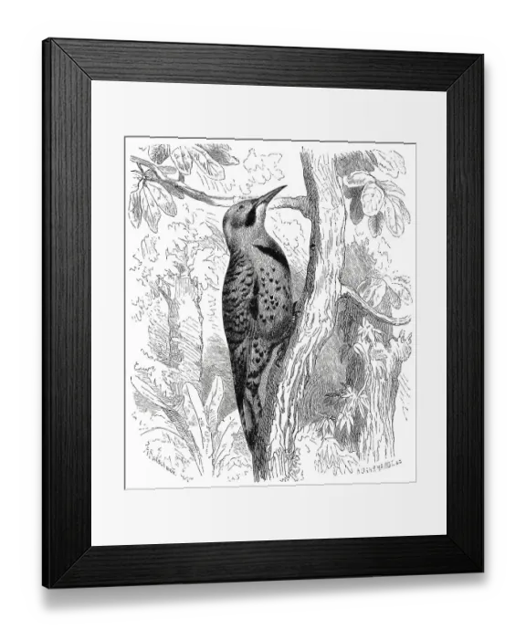 Framed Print : Bird, Golden woodpecker, sometimes also called northern flicker (Colaptes auratus)