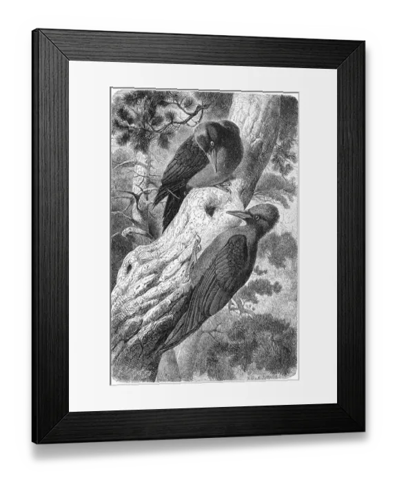 Framed Print : Bird, Black woodpecker (Dryocopus martius)