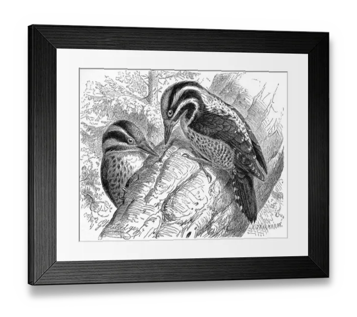 Framed Print : Bird, Three-toed Woodpecker (Picoides tridactylus) Framed Print : Bird, Three-toed Woodpecker (Picoides tridactylus)