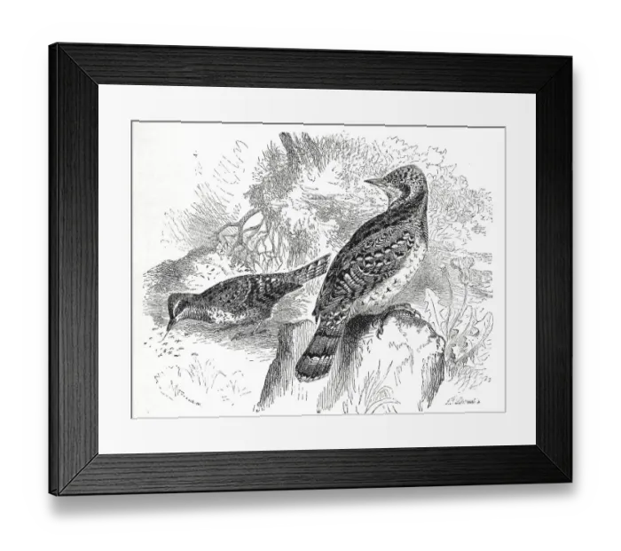 Framed Print : Bird, eurasian wryneck (Jynx torquilla) is the only European representative of the genus Jynx