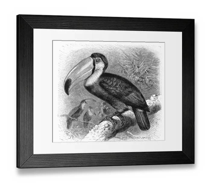 Framed Print : Bird, Toucan, Hornbill, Rhamphastus magnirostris