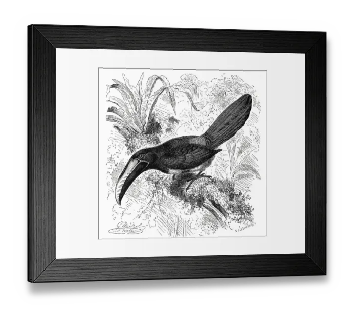 Framed Print : Bird, Leucarassari is a woodpecker bird of the toucan (Aulacorhynchus prasinus) Framed Print : Bird, Leucarassari is a woodpecker bird of the toucan (Aulacorhynchus prasinus)
