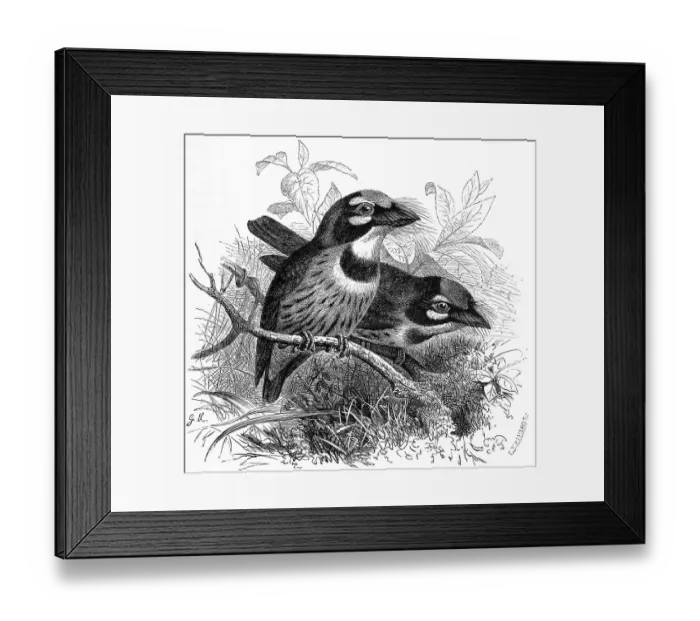 Framed Print : Bird, coppersmith barbet (Megalaima haemacephala) Framed Print : Bird, coppersmith barbet (Megalaima haemacephala)