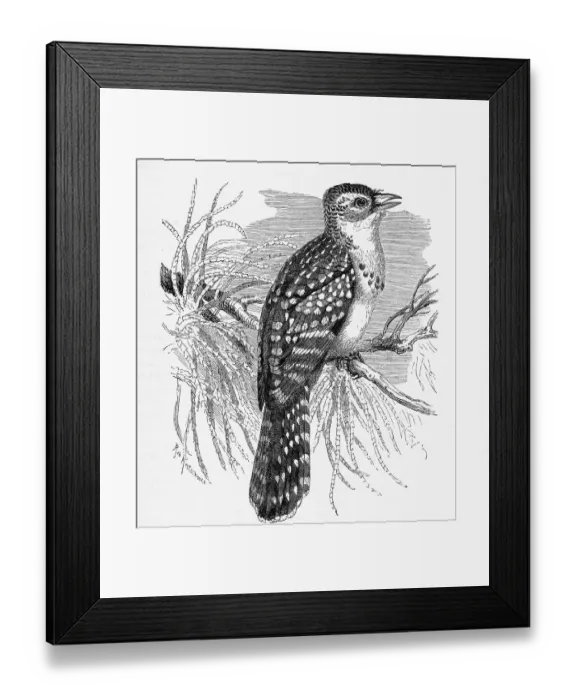 Framed Print : Bird, yellow-breasted barbet (Trachyphonus margaritatus) is a species of bird in the African bearded bird family Framed Print : Bird, yellow-breasted barbet (Trachyphonus margaritatus) is a species of bird in the African bearded bird family